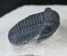 Quality Gerastos Trilobite Fossil - Foum Zguid #14030-1
